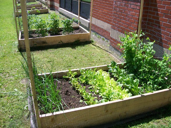 Growing Healthy Gardens Program