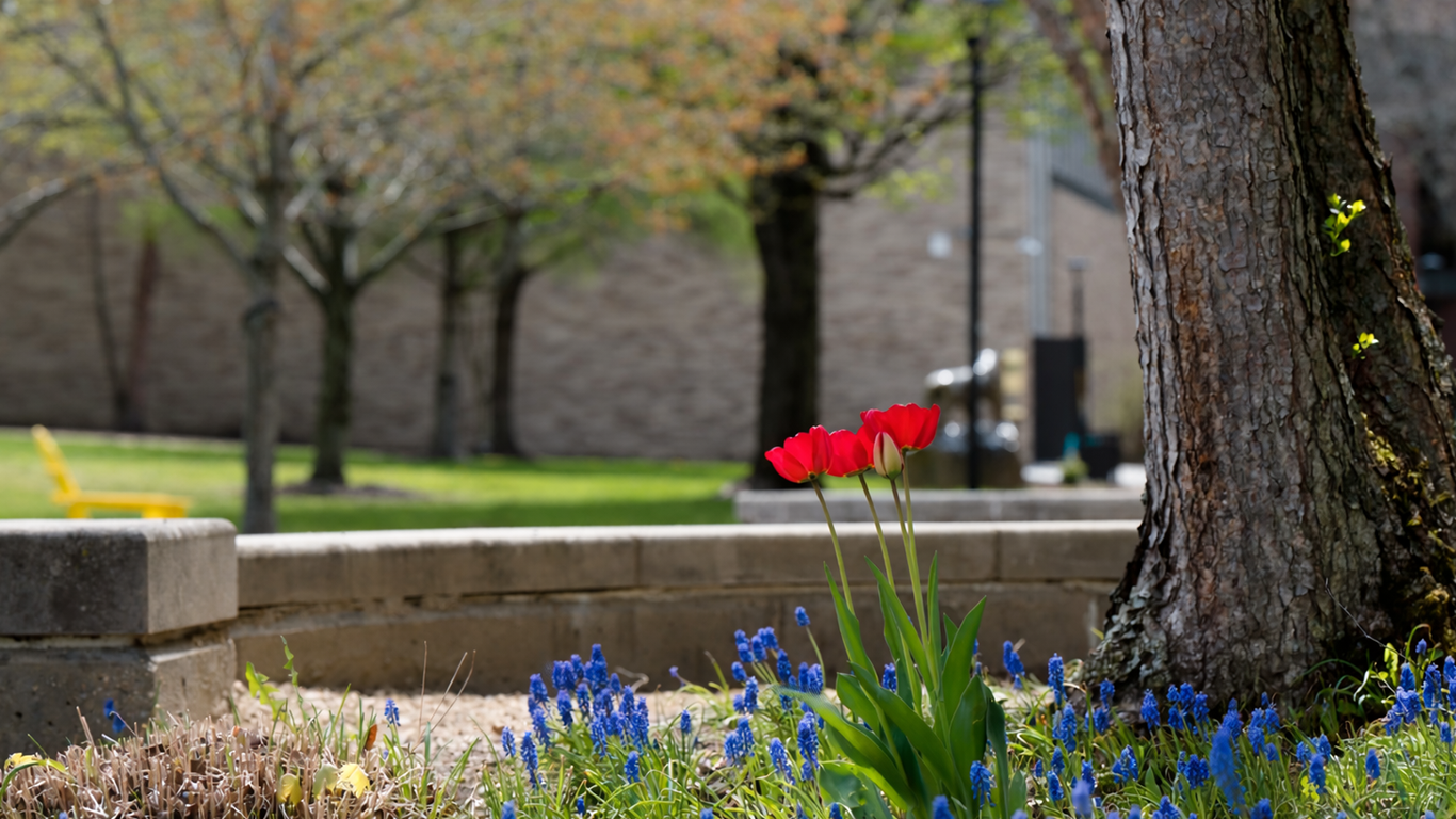 MCA campus tulips