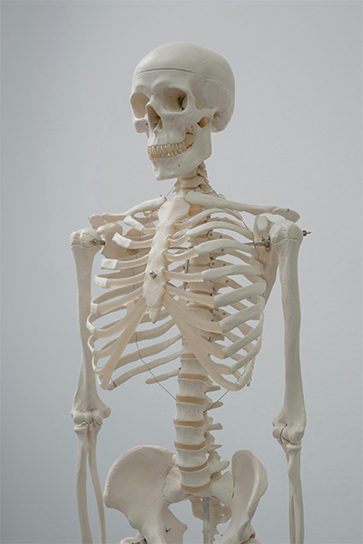 Skeleton