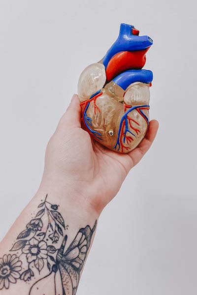 Hand holding a model heart