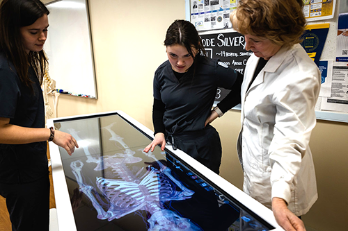 Nursing students examine skeleton projection