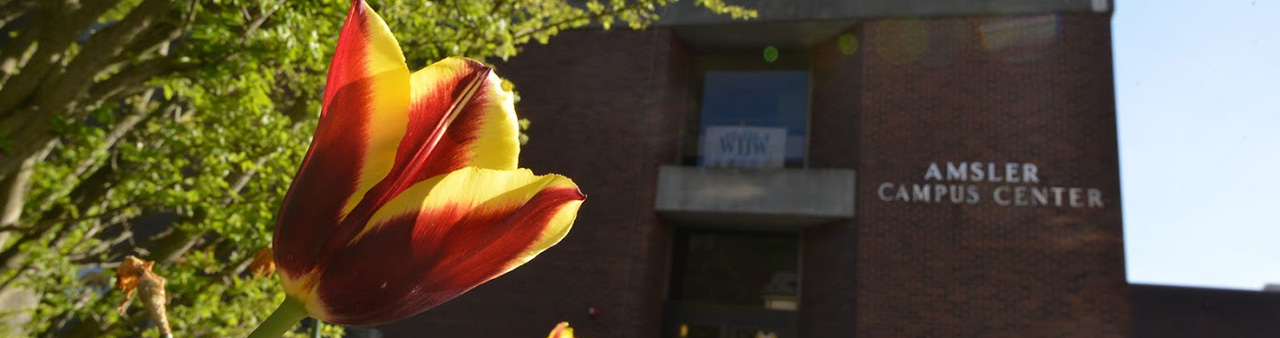 Tulip in front of Amsler Center